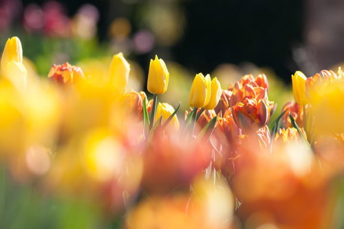 ビタミンカラーのチューリップ畑 春の季節素材 黄色オレンジ赤の花畑