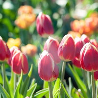 光を浴びるチューリップの花畑、春の季節に咲く色とりどりの花々の写真