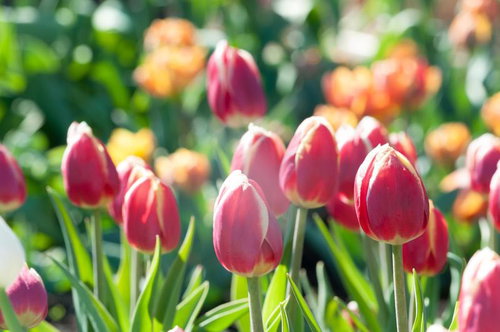 光を浴びるチューリップの花畑、春の季節に咲く色とりどりの花々