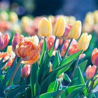 春満開のカラフルなチューリップ畑の花卉写真の写真