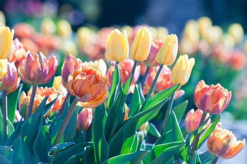 春満開のカラフルなチューリップ畑の花卉写真