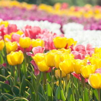 満開のチューリップ畑 色とりどりの春の花が一面に広がる風景の写真