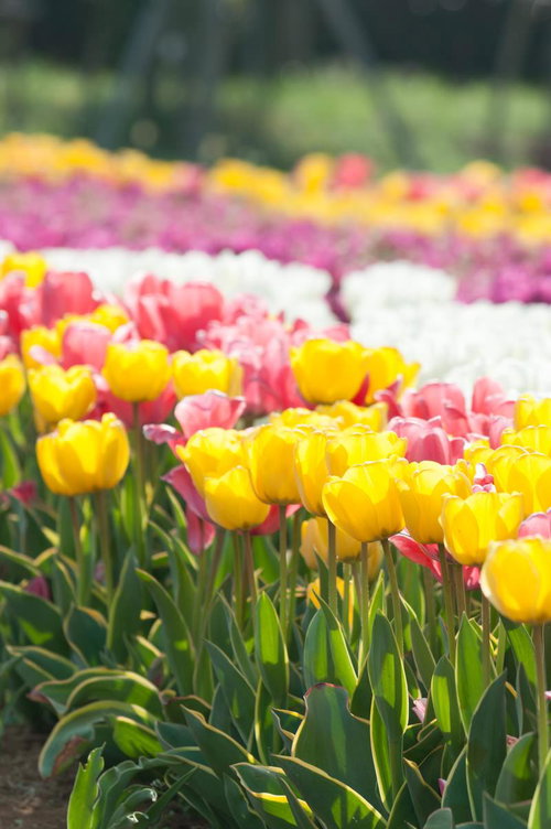 満開のチューリップ畑 色とりどりの春の花が一面に広がる風景