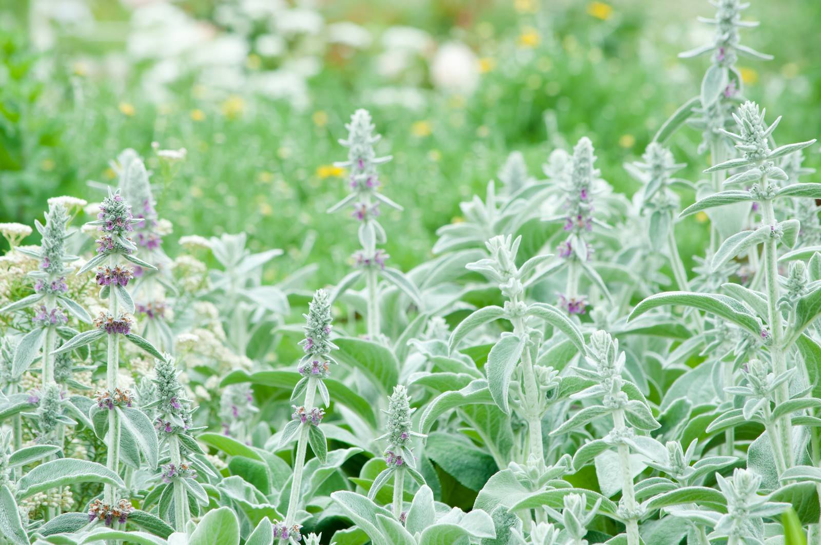 ラムズイヤーの紫色の花が穂状に咲き、銀白色の綿毛に覆われた茎が立つ