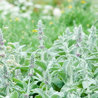 ラムズイヤーの小紫色の花が咲く庭のハーブガーデンの写真