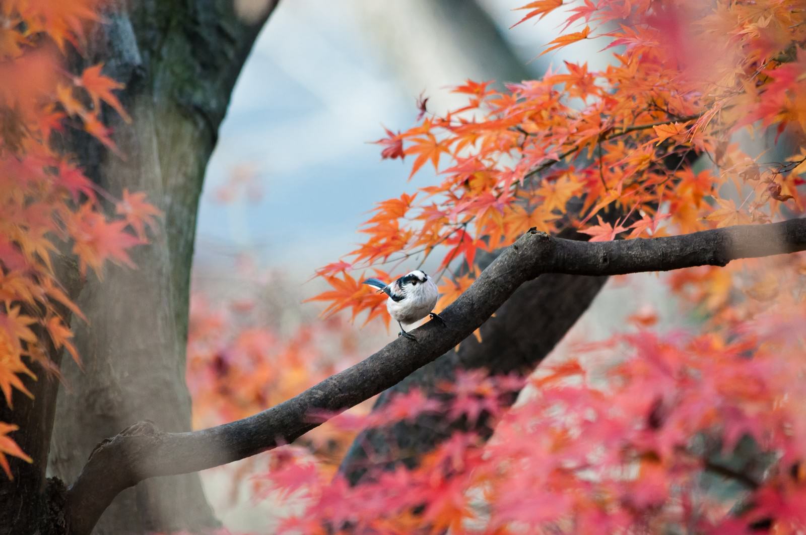 秋の紅葉を背景に枝に止まるエナガ