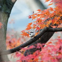 秋の紅葉の枝に止まるエナガの写真