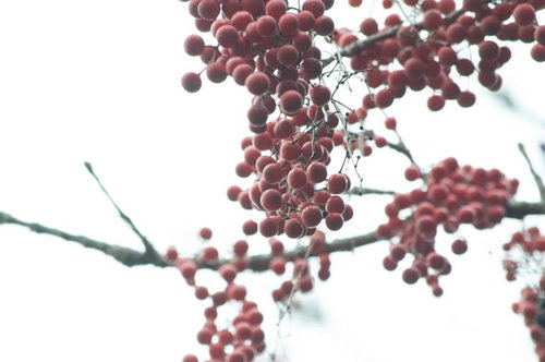 寒空に連なる赤い木の実 冬の自然 ナナカマドの果実