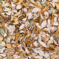 秋の地面を埋め尽くす落ち葉のテクスチャーの写真