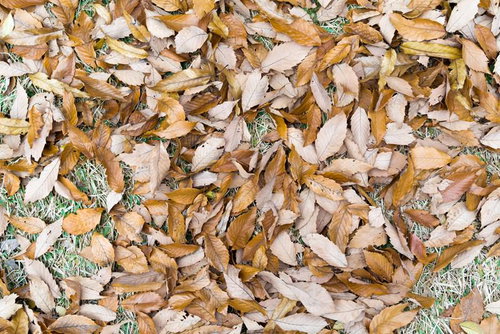 秋の地面を埋め尽くす落ち葉のテクスチャー