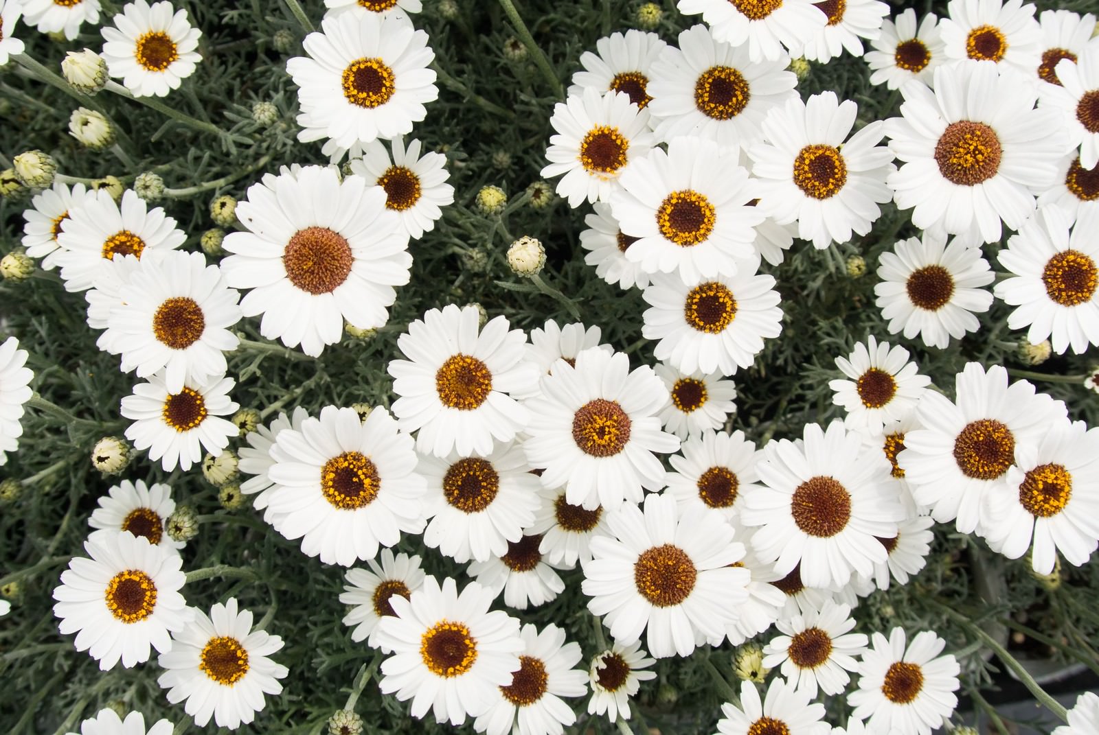 真上から見たアフリカンアイズの花壇