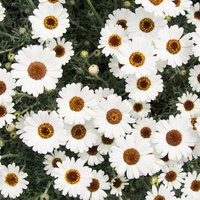 白い花びらと茶色い中心を持つアフリカンアイズの花壇の俯瞰の写真