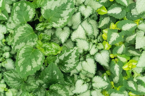 カラーリーフの葉脈が映えるテクスチャー