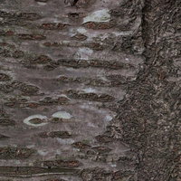 木の幹の表面（テクスチャー）のクローズアップの写真