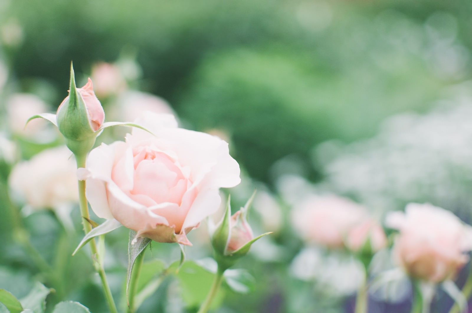ぼけた緑の背景につぼみと咲く薄桃色の薔薇