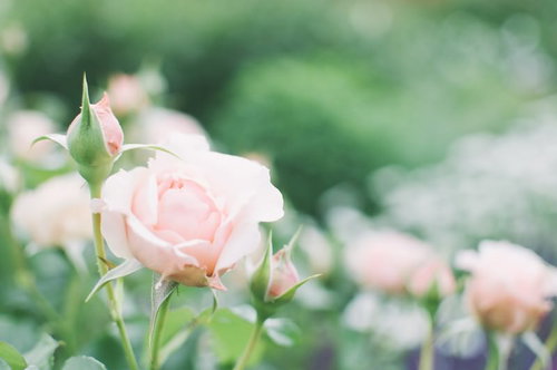 ぼけた緑の背景につぼみと咲く薄桃色の薔薇