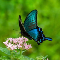 カラスアゲハがペンタスで吸蜜の写真