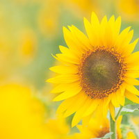 ひまわり畑に咲く一輪の花（淡い黄色）の写真