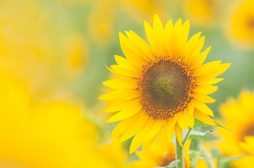 ぼけた背景に1本咲く淡い黄色のひまわりの接写