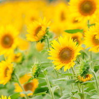 正面を向いた1輪を中心に密集して咲くひまわり畑の写真