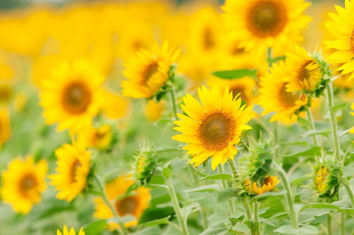 正面を向いた1輪を中心に密集して咲くひまわり畑