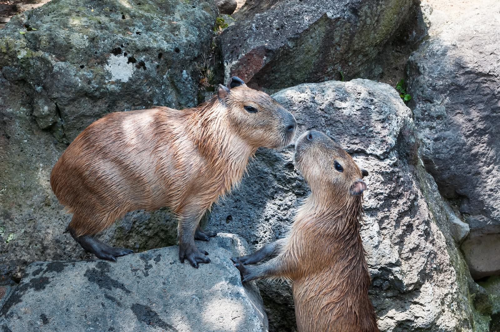 岩の上で1匹が座り1匹が立つ2匹の向かい合うカピバラ