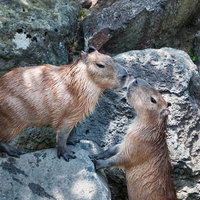 岩の上で1匹が座り1匹が立つ2匹の向かい合うカピバラの写真