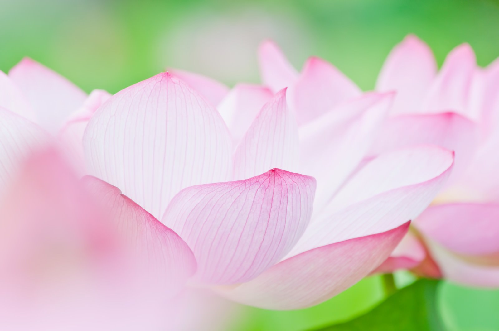 クローズアップされた蓮のピンクの花びら