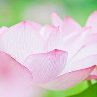 桃色の花弁の写真