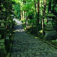苔むした石灯篭が並ぶ静寂の参道。歴史ある寺院神社の景観の写真