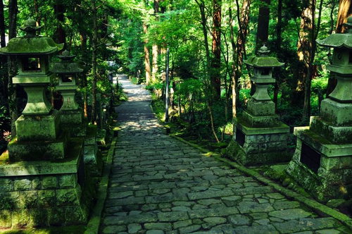 苔むした石灯篭が並ぶ静寂の参道。歴史ある寺院神社の景観の写真