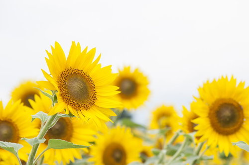 満開のヒマワリ畑でクローズアップした向日葵