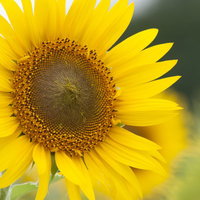 見ているだけで元気になる向日葵の大輪。夏の花壇に咲く黄色い一輪の写真