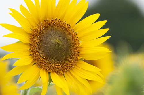 見ているだけで元気になる向日葵の大輪。夏の花壇に咲く黄色い一輪
