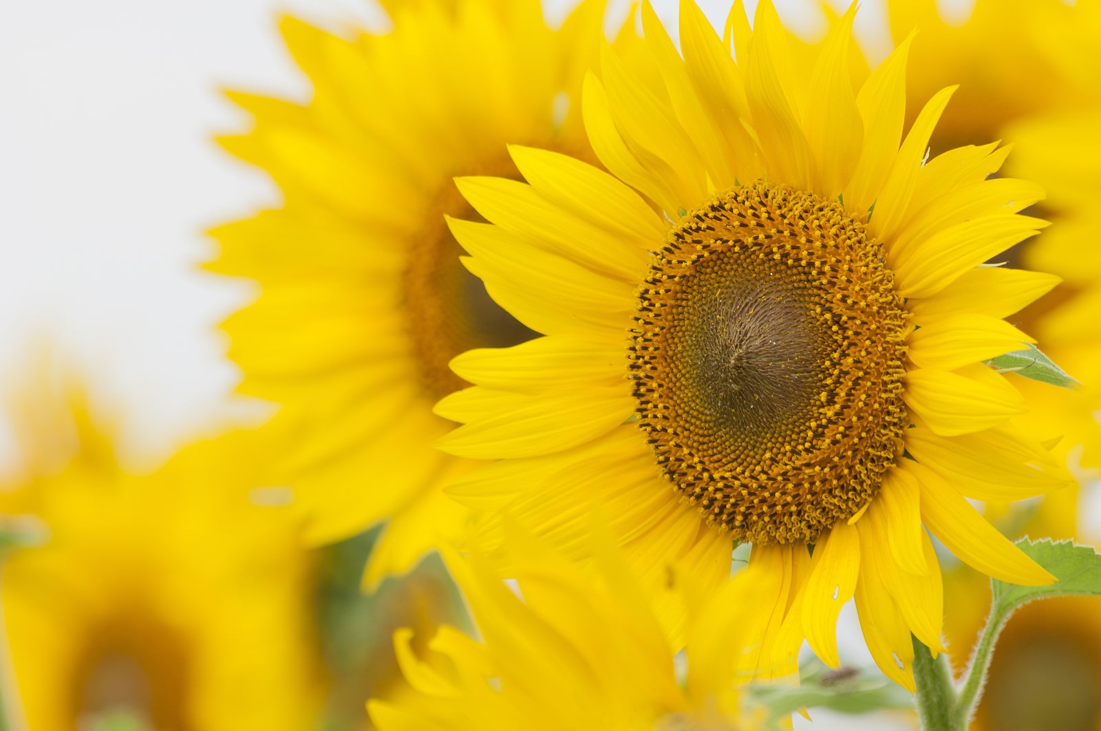 黄色いひまわりが咲く花畑で、中央の花盤がくっきり写っている