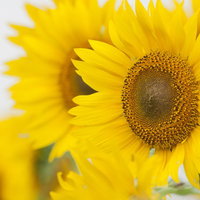 元気いっぱいなひまわりの花畑 夏の黄色い向日葵の大輪の花が咲く自然風景の写真