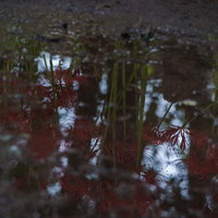 雨上がりの秋の道に咲く彼岸花の群生と湿った土の風景の写真