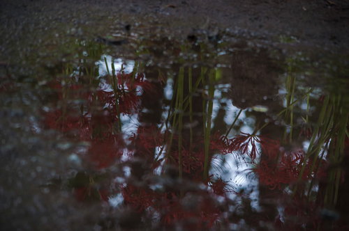 雨上がりの秋の道に咲く彼岸花の群生と湿った土の風景