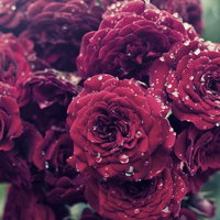 振袖姿の女性が書き初めをするの写真