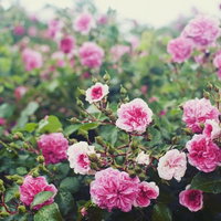 雨の日の庭園に咲くピンク色と白色のバラの花の写真