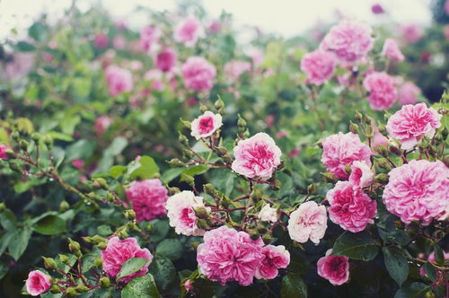 雨の日の庭園に咲くピンク色と白色のバラの花
