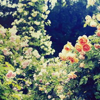 秘密の花園に咲く薔薇とバラの庭園風景の写真