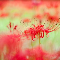 赤い彼岸花が咲く秋の花畑の写真