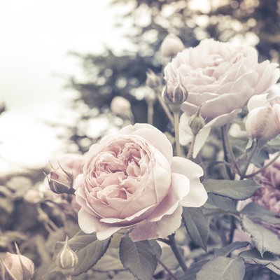 ノスタルジックな紫バラの開花の写真