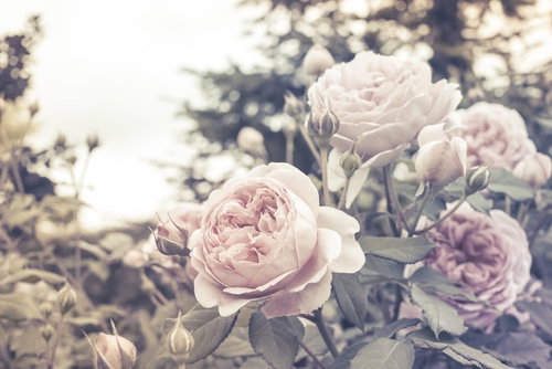 ノスタルジックな紫バラの開花