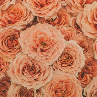 花びらが渦巻き状に開くオレンジ色の薔薇のテクスチャーの写真
