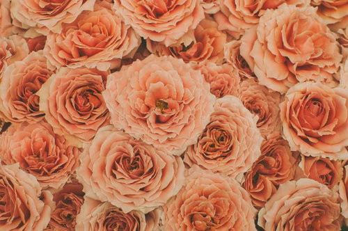 花びらが渦巻き状に開くオレンジ色の薔薇のテクスチャー