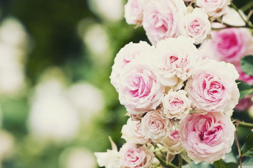 夢うつつ、ピンクと白のバラが咲き誇る庭園の春景色