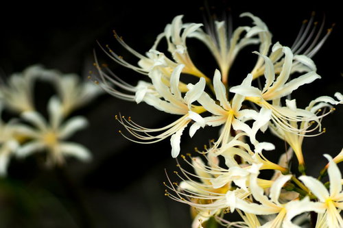 細い黒い花糸が特徴の白い彼岸花（白花曼珠沙華）