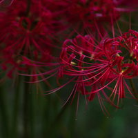 曼珠沙華の季節、深紅に輝く彼岸花が咲く秋の花畑の写真